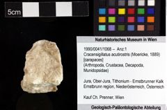 Foto (Objket + Etiketten) von Cracensigillatus acutirostris (Moericke, 1889) 